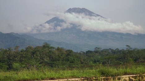 Slow-motion---A-farmer-walking-on-the-rice-field-with-a-beautiful-view-of-huge-mountain-on-the-background