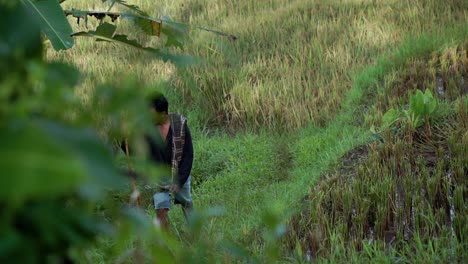 Granjero-Indonesio-Caminando-Por-Campos-De-Arroz-Durante-El-Día-Soleado,-Cámara-Lenta