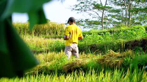 Primer-Plano-De-Un-Agricultor-Asiático-Cosechando-Arrozales-En-Un-Campo-De-Arroz-Y-Llamando-Con-Un-Teléfono-Inteligente