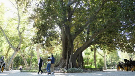 Touristen-In-Pferd-Und-Kutsche-Und-Schöner-Banyanbaum-Im-Maria-Luisa-Park-In-Sevilla,-Statisch