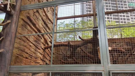 Panoramic-Video-Sho-Of-Monkey-Cage-In-Zoo-At-Byculla-Zoo-Or-Victoria-Gardens-Veermata-Jijabai-Bhonsale-Udyan-Bombay-Mumbai