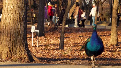 Pavo-Real-De-Colores-Brillantes-Y-Grupos-De-Personas-Caminando-Por-El-Bosque