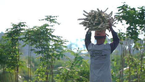 Asiatischer-Mann,-Der-Maniokstämme-Auf-Dem-Kopf-Trägt-Und-Auf-Dem-Feld-In-Indonesien-Arbeitet,-Zeitlupe