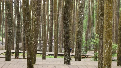 Yogyakarta,-Indonesia---25-De-Noviembre-De-2022:-Pareja-Caminando-Entre-árboles-En-Un-Bosque-De-Pinos