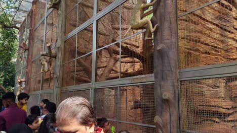 Toma-De-Video-De-Una-Jaula-De-Monos-En-El-Zoológico-En-El-Zoológico-De-Byculla-O-En-Los-Jardines-De-Victoria-Veermata-Jijabai-Bhonsale-Udyan-Bombay-Mumbai