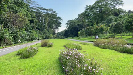 Hermosa-Vista-Del-Corredor-Verde-Preservado-En-Bukit-Timah