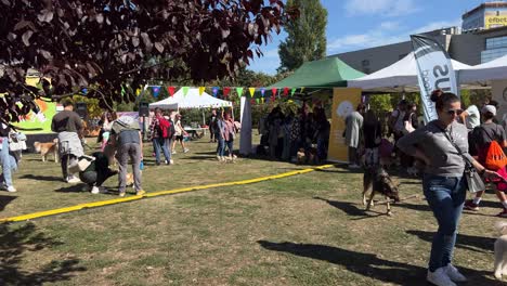 Festival-Canino-Dedicado-A-Juegos,-Diversión,-Golosinas,-Productos-Y-Servicios-Para-Perros