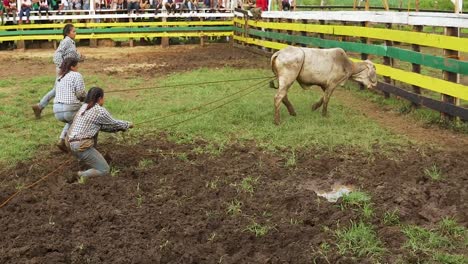 Frauen,-Die-Kämpfen,-Um-Einen-Bullen-Bei-Einer-Bulldogging-Aktivität-Zu-Schlagen