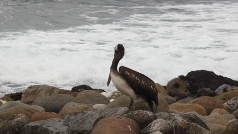 Un-Pelícano-Parado-Sobre-Rocas-En-La-Orilla-Del-Océano