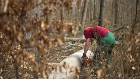 Arborist-Working-In-Forest-Using-Chainsaw-On-Fallen-Tree-Trunk-In-Taunus,-Germany