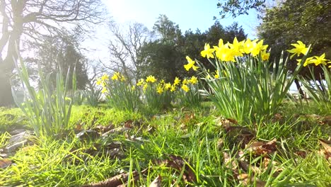 Colourful-Daffodil-blowing-in-the-wind