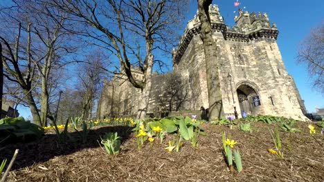 Colourful-Daffodil-blowing-in-the-wind