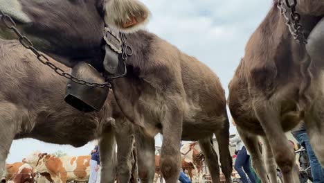 Low-angle-perspective-of-brown-cows-with-cowbells-at-livestock-fair-and-people-in-background