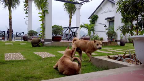 Dos-Machos-De-Perro-Shiba-Inu-Jugando-En-Los-Jardines-De-Villas-Kársticas,-Tiro-Bajo-De-Mano