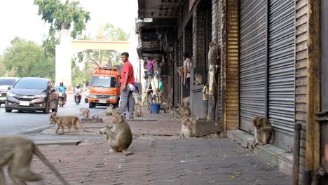 Tribu-De-Monos-Macacos-Se-Reúnen-En-Las-Calles-De-Una-Ciudad-De-Tailandia