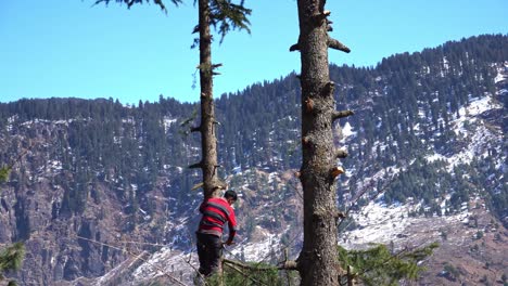 A-man-cutting-tree-branches-of-an-evergreen-tree-with-mountains-in-the-BG-depicting-deforestation---climate-change