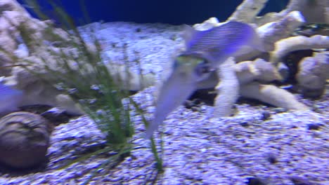 A-close-up-video-of-Bigfin-reef-squids-at-the-Monterey-Bay-Aquarium