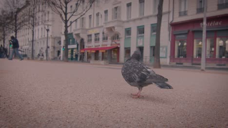 Low-Angle-View-Auf-Tauben-Auf-Der-Suche-Nach-Nahrung-Auf-Der-Straße-Von-Lyon,-Frankreich