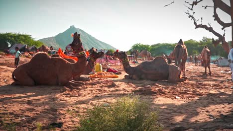 Pastores-De-Camellos-Con-Sus-Camellos-En-Pushkar,-India