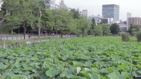 Riesiger-See-Bei-Ueno,-Bedeckt-Mit-Großen-Aquatischen-Pflanzen,-Mit-Der-Skyline-Der-Stadt-Am-Horizont