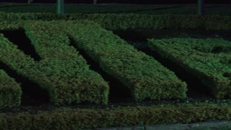 &#39;muérdeme&#39;-Topiario-Parlante---Mensaje-De-Arbusto-Para-Vívido-Sydney-En-El-Jardín-Botánico-Real---Imagen-Nocturna,-Atracción-Turística,-Ligustro,-Lilly-Pilly,-4k,-59