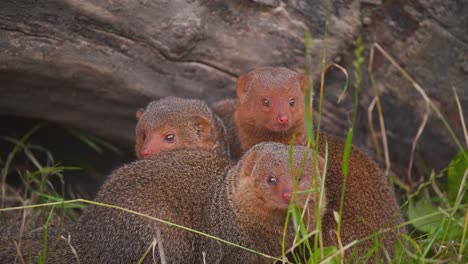 Startled-trio-of-Common-Dwarf-Mongooses-hiding-below-fallen-tree-trunk