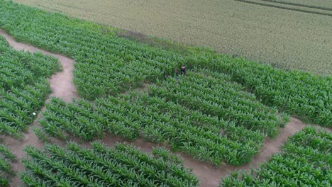 Friends-traveling-together-in-a-corn-field-on-a-windy-cold-day