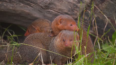 Pack-of-Common-Dwarf-Mongooses-standing-close-together,-looking-around