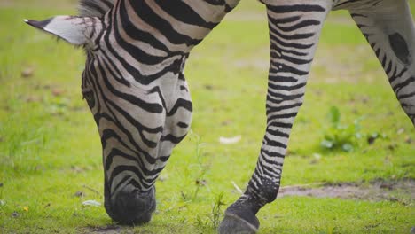 Chapmans-Zebra-Grast-Auf-Frischem-Grünen-Gras-Im-Blijdorp-Zoo,-Rotterdam