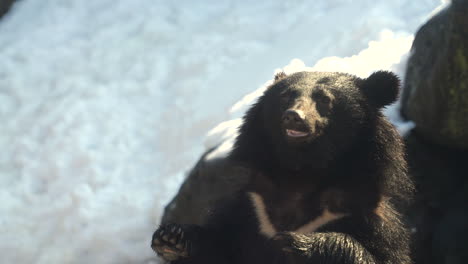 Nahaufnahme-Eines-Mondbären,-Der-Im-Zoo-Mit-Seinem-Maul-Nahrung-Fängt