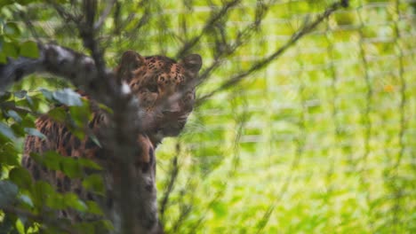 Amur-Leopard-standing-hidden-in-rainforest,-looking-over-its-shoulder