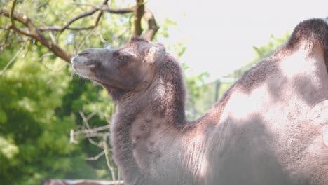 Bactrian-camel-standing-still-in-tree-shade-and-looking-into-distance