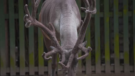 Large-antlers-of-Finnish-Forest-Reindeer-grazing-by-wooden-fence