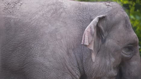 Cabeza-De-Elefante-Asiático-Sin-Colmillos-Hembra-Caminando-Y-Bostezando