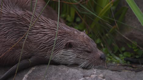 Nutria-Euroasiática-Con-Piel-Mojada-Tirada-En-Una-Roca-Y-Durmiendo