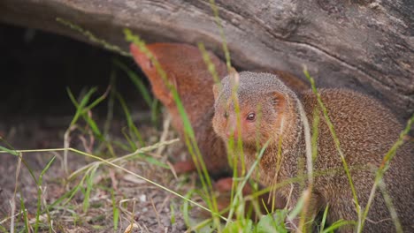 Two-Common-Dwarf-Mongooses-hiding-below-tree-log-in-grass-and-watching