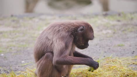 Gelada-Pavianaffe-In-Der-Zooausstellung,-Die-Grasfutter-Zum-Essen-Sammelt