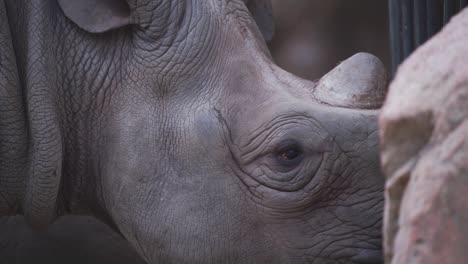 Kopf-Des-Schwarzen-Nashorns,-Der-Nahrung-Im-Zooausstellungskäfig-Hinter-Felsen-Kaut