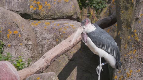 Cigüeña-Marabú-Parado-Sobre-Una-Pierna-Entre-Las-Rocas-De-Exhibición-Del-Zoológico