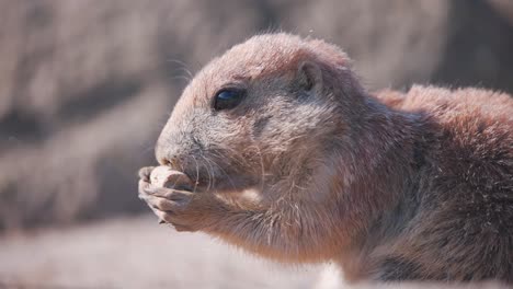 Adorable-Prairie-Dog-holding-and-nibbling-on-piece-of-cork-in-sunlight