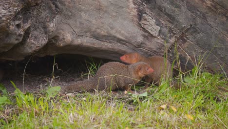 Two-Common-Dwarf-Mongooses-crouching-below-wooden-log-and-shaking