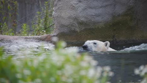 Oso-Polar-Nadando-En-La-Piscina-Del-Zoológico-Con-Muro-De-Piedra-Falso