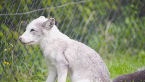 Junges-Polarfuchsjunges-Mit-Weißem-Fell,-Das-In-Einer-Zooausstellung-Mit-Zaun-Niest