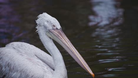 Pelícano-Dálmata-A-La-Deriva-Lentamente-Y-Flotando-En-El-Lago-Del-Zoológico-De-Rotterdam