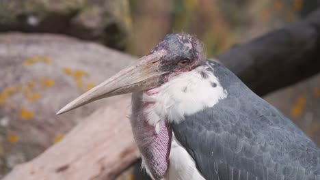 Marabu-Storch-Mit-Großem-Schnabel-Und-Gularsack,-Der-Den-Kopf-Dreht,-Um-Zu-Schauen