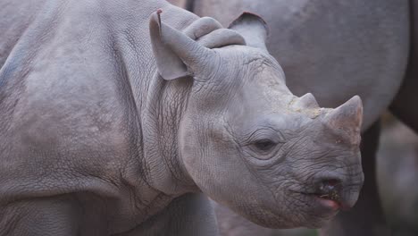 Junges-Schwarzes-Nashorn,-Das-Kaut,-Während-Es-Um-Ein-Anderes-Nashorn-Herumgeht