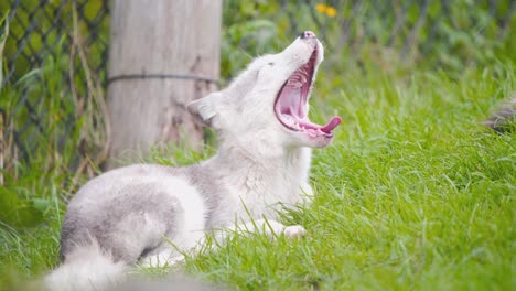 Polarfuchs,-Der-Faul-Im-Gras-In-Der-Zooausstellung-Liegt-Und-Gähnt