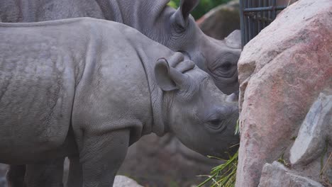 Spitzmaulnashornmutter-Und-Ihr-Kalb-Essen-Heu-Aus-Dem-Zoo-Ausstellungskäfig