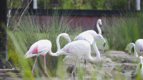 Größere-Flamingos,-Die-In-Einem-See-Mit-Schilf-In-Einer-Zooausstellung-Schreiten