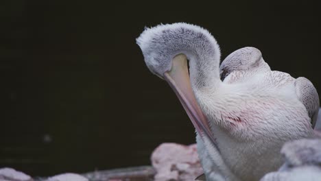 Pelícano-Dálmata-Limpiando-Su-Plumaje-Blanco-Con-Su-Pico-Junto-Al-Estanque-Del-Zoológico